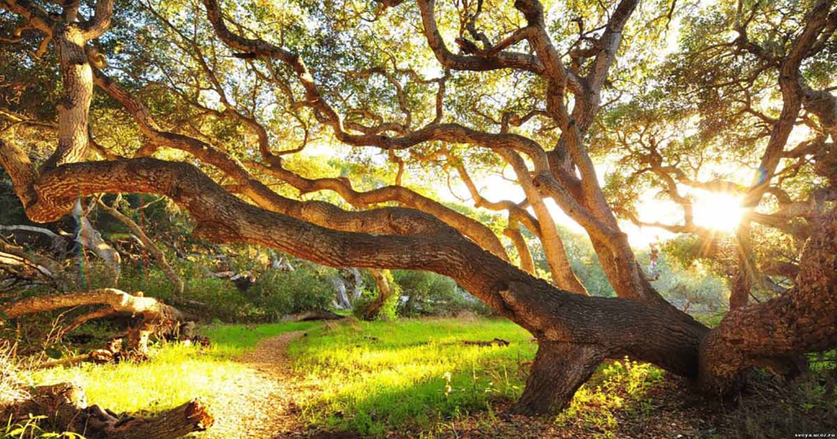 Believer-Like-a-Tree-Branch