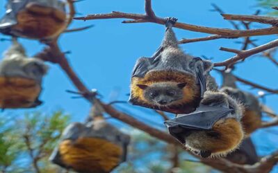 Wisdom in Creation of a Bat