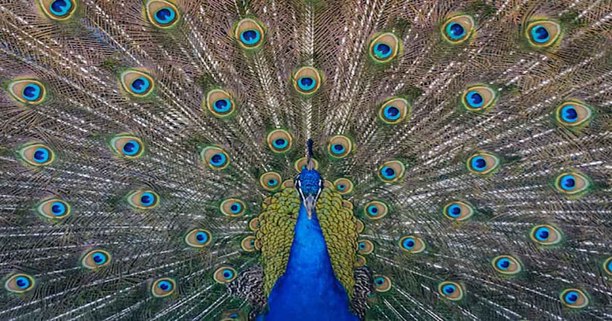 Wisdom-in-Creation-of-a-Peacock